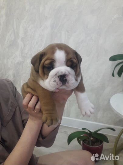 Продам щенков