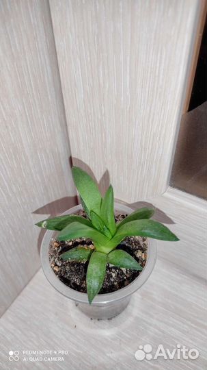 Суккуленты крассула хавортия хатиора