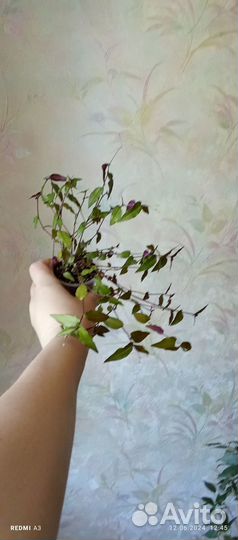 Традесканция Гибазис (фата невесты)