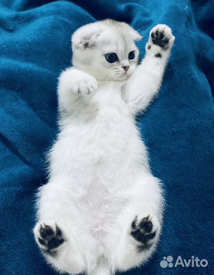 Вислоухие котята
