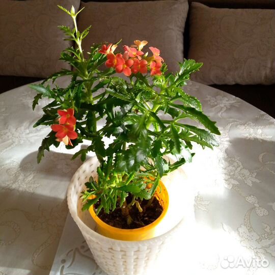 Комнатные цветы каланхоэ