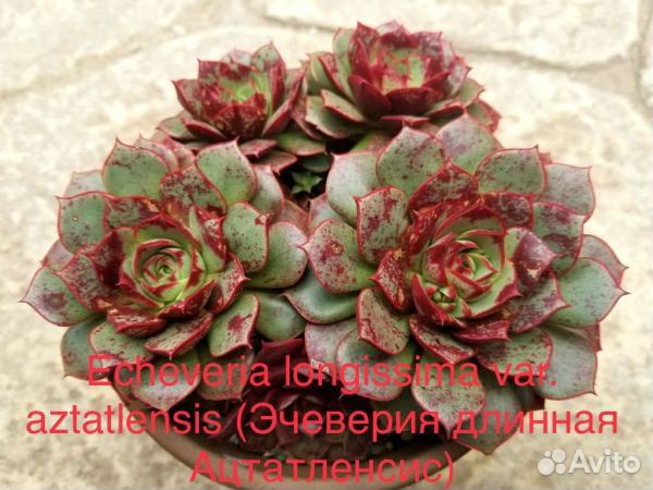 Эхеверия семена