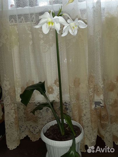 Цветы.Семена.Рассады