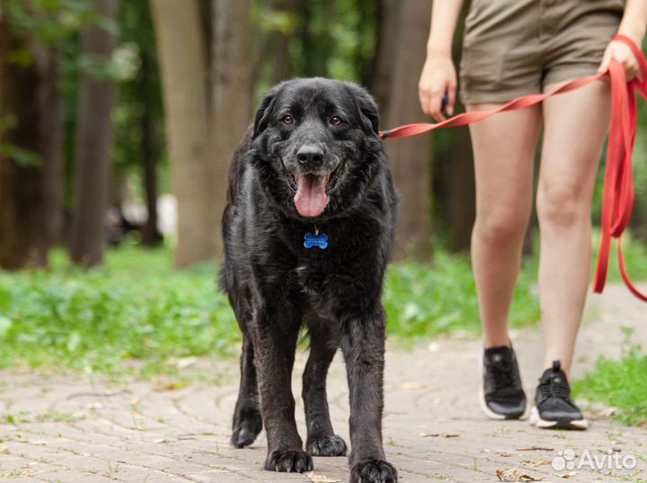 Ласковый мишка