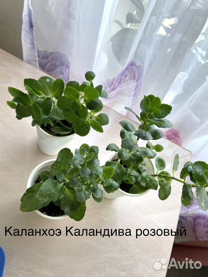 Комнатные растения