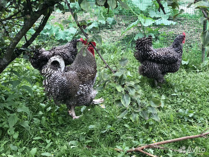 Мехеленская кукушка семья