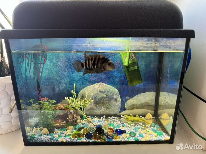 Аквариум с рыбками