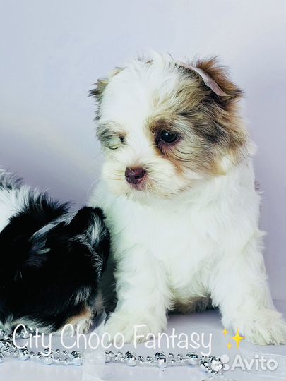 Шоколадный йорк девочка