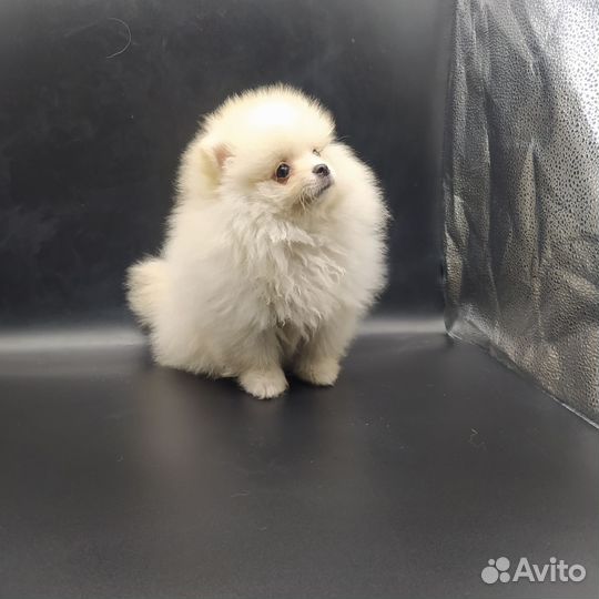 Мини мальчик померанского шпица