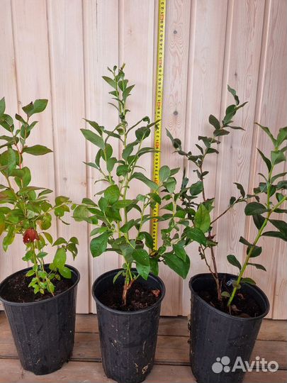 Голубика садовая саженцы