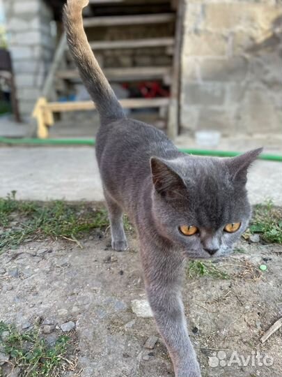 Британка-потеряшка