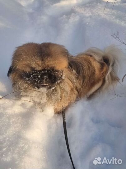 Вязка пекинес мальчик