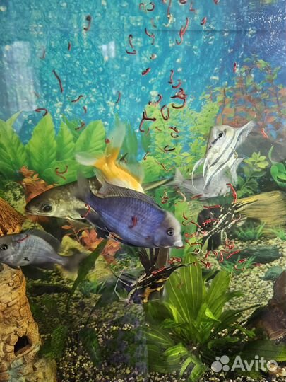 Рыбы, Голубые дельфины