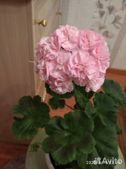 Пеларгония герань сортовая