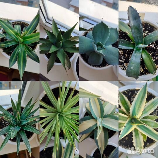 Агавы коллекционные сортовые