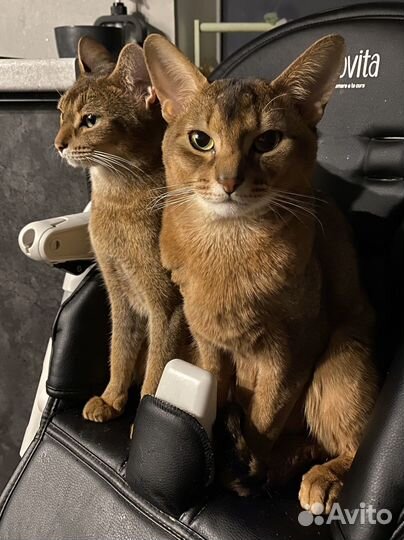 Абиссинский котенок / девочка