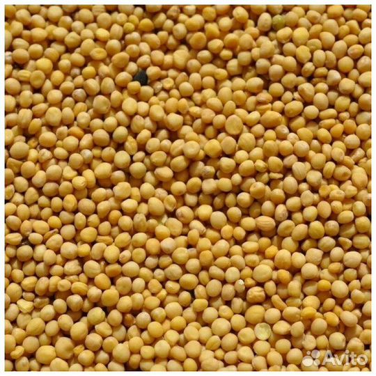 Белая горчица