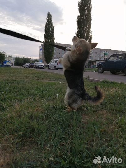 Пес молодой, отдаем в добрые руки