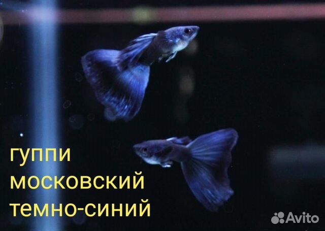 Аквариумные рыбки гуппи московский темно-синий