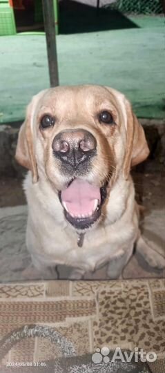 Вязка лабрадор