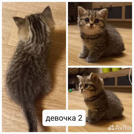 Шотландские котята