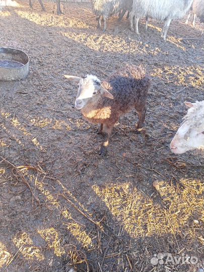 Бараны овцы ягнята