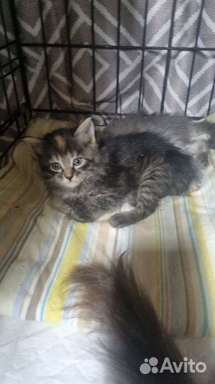 Котенок в дар