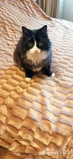Взрослый кот ищет дом