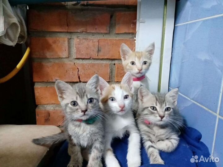 Котята в добрые руки