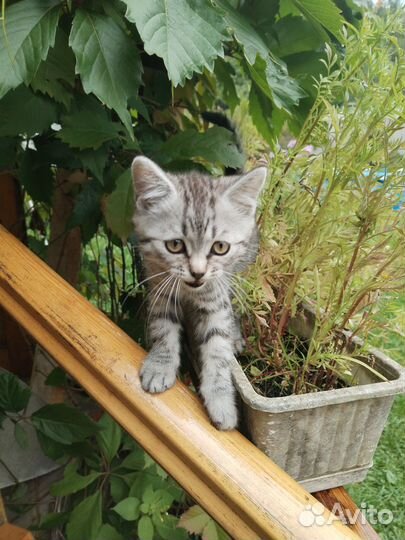 Метисы вислоухих котят