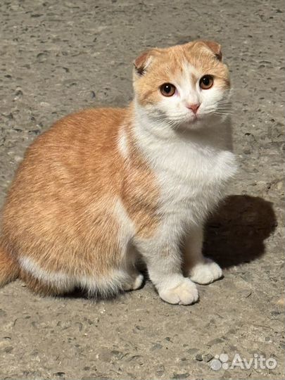 Рыжий котенок девочка