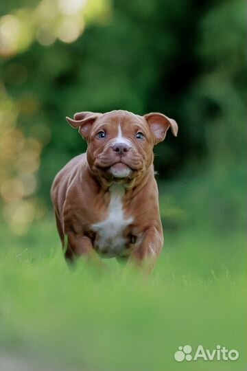 Щенки Американского питбультерьера