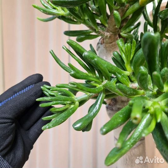 Крассула овата хоббит