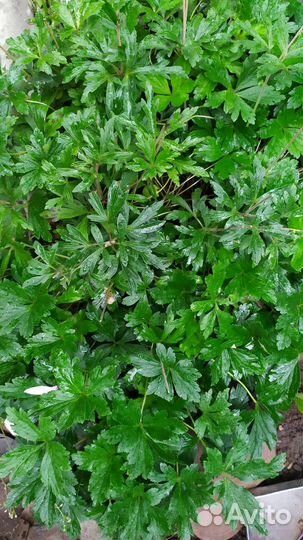 Анемона лесная. Гейхера. Живучка