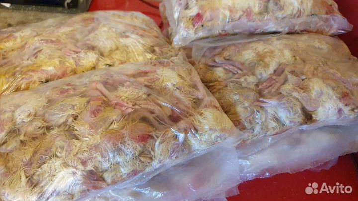 Цыплята суточные на корм животным.Есть заморозка