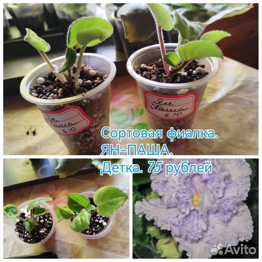 Сортовые фиалки