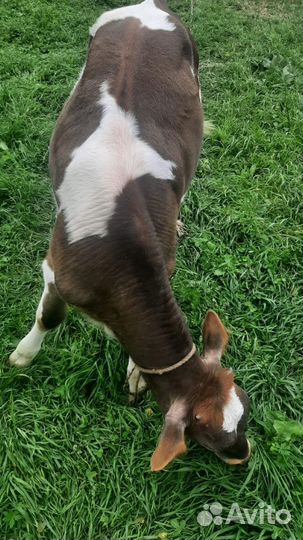 Телка 5 месяцев