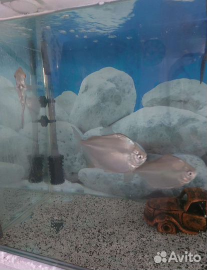 Продам аквариум с рыбами