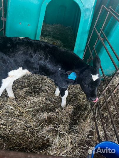 Телята бычки скот с доставкой до двора