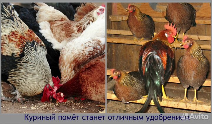 Навоз коровий, куриный