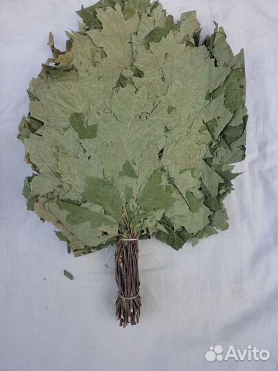 Веники канадский дуб