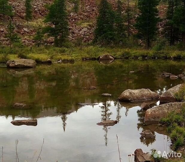 Саган Дайля. Рододендрон Адамса. фито чай