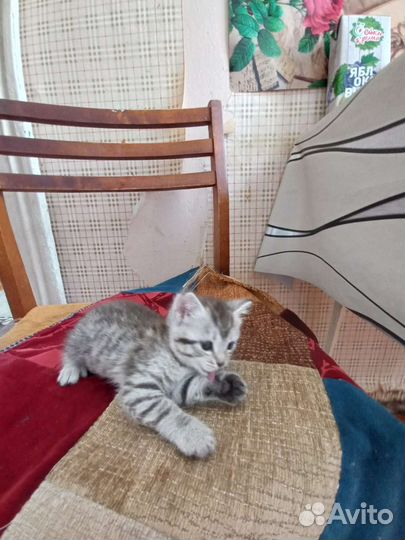 Кошка в дар