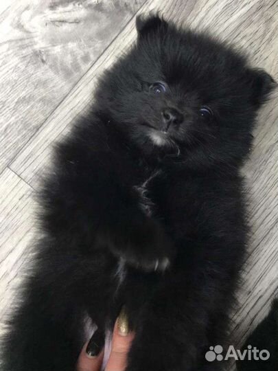 Щенки шпица