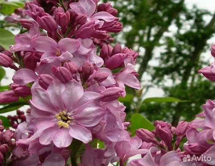 Саженцы сирени сортовой