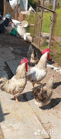 Инкубационное яйцо, Петухи