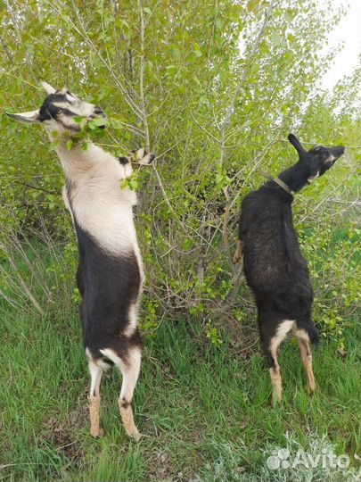 Коза дойная молочная