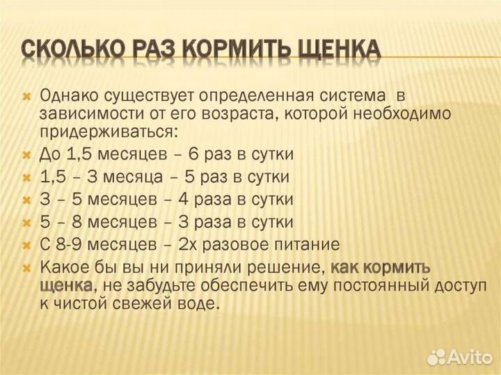 Щенок метис 3 месяца
