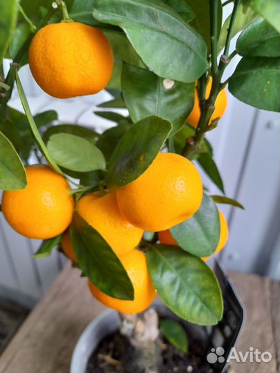 Цитрус каламондин