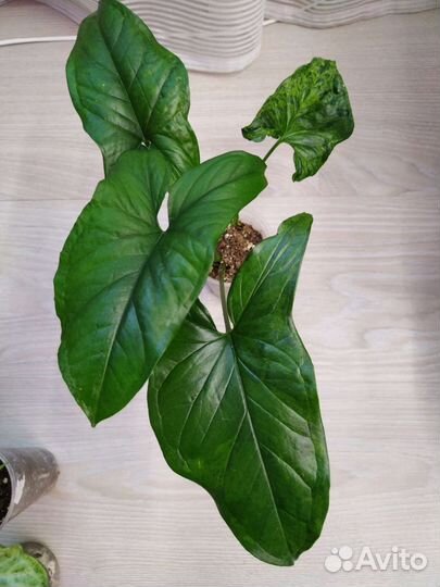 Сингониумы